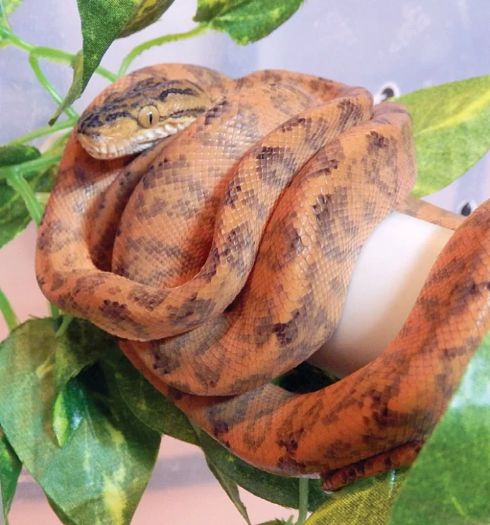 Psohlavec orinocký (Corallus hortulanus)