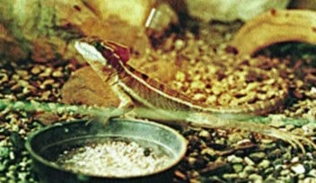 Basiliscus vittatus