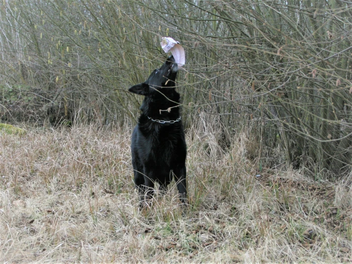 Psi proti zločinu IV – Urbi našel muže vyhrožujícího vraždami