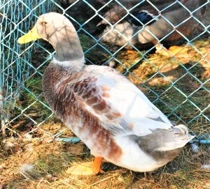 Kachny overberžské