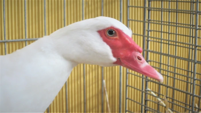 Kachny pižmovky