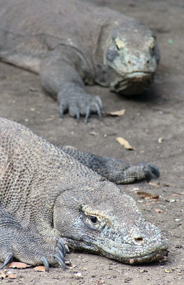Na Dračích ostrovech