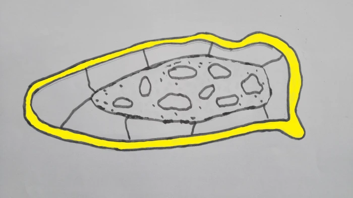 Papoušek zpěvavý (Psephotus haematonotus) 21 – mutace žlutá (dilute – zesvětlaná)