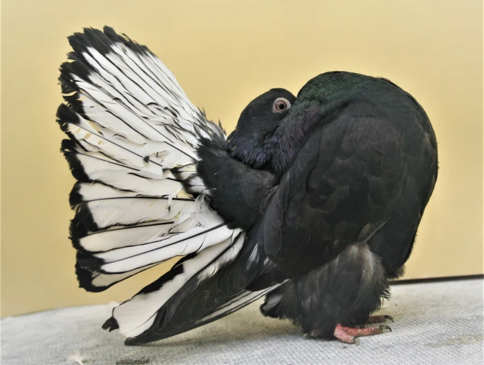 Holubářův rok – prosinec