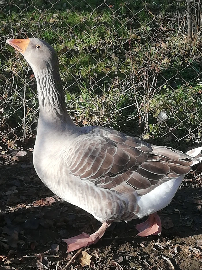 Husy suchovské