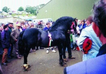Royal Welsh Show