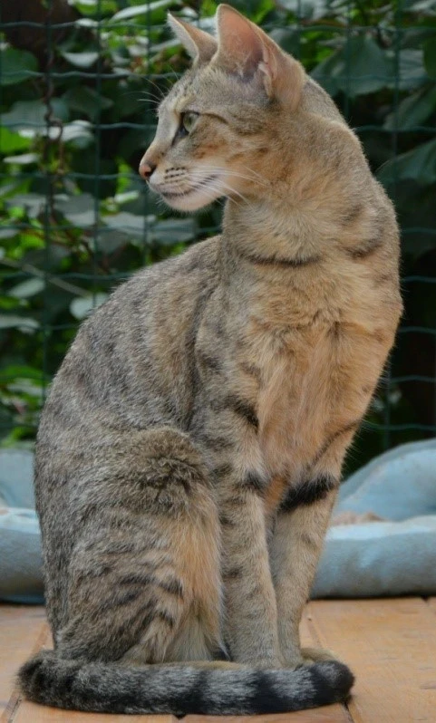 Chausie