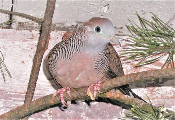 Ptáci mizející z našich z našich chovů – holoubek pruhovaný (Geopelia striata)