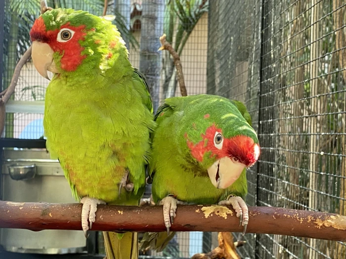 Loro Parque - zoo na exotickém Tenerife