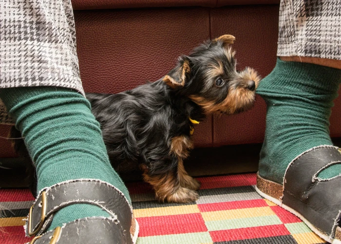 Tápete, jak odnaučit štěně kousat?