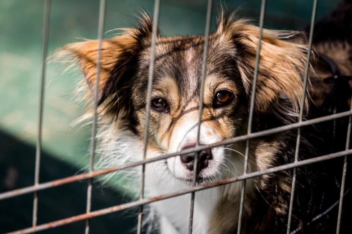 Adopce psa změní život vám i opuštěnému chlupáči. Jak na ni?