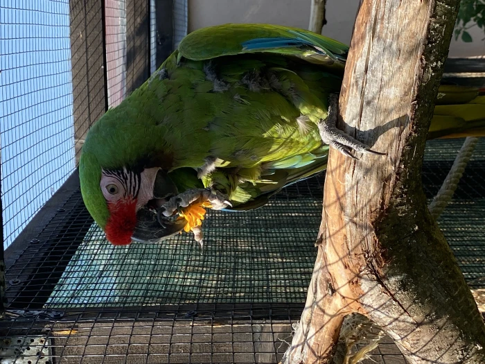 Ara vojenský (Ara militaris)