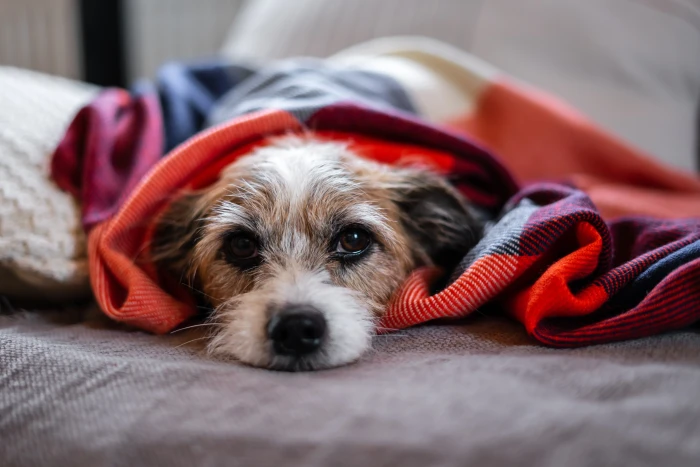 Průjem u psa: co jej způsobuje, kdy stačí hladovka a kdy běžet na veterinu?