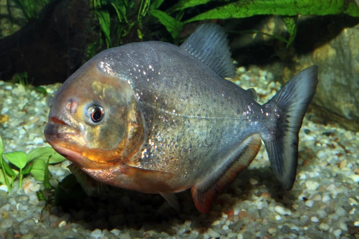 Dravý spolubydlící aneb jak chovat piraně