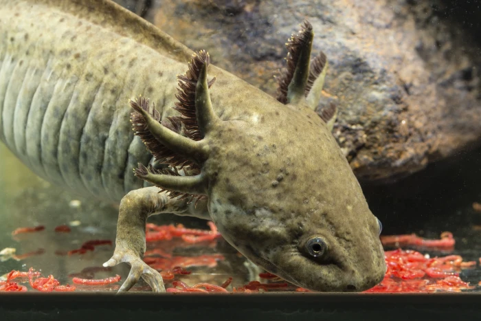Nejen kočka, pes či křeček. Skvělým mazlíčkem může být také axolotl