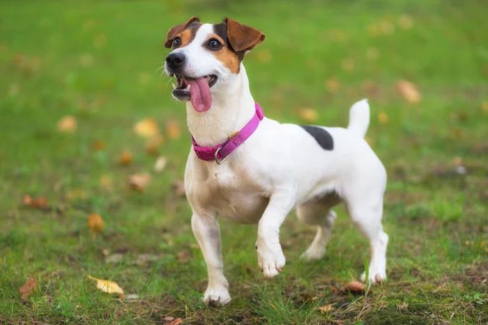 Typy a zbarvení srsti Jack Russell teriérů