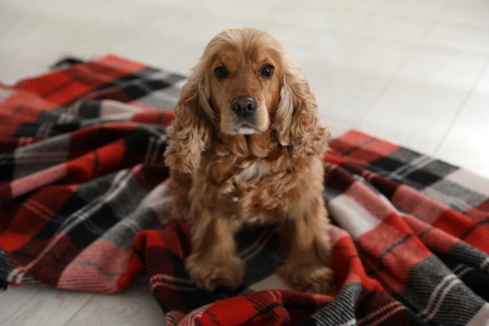 Hárání u feny - co způsobuje nepravidelnosti cyklu a kdy navštívit veterináře?