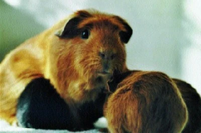 Morčata Anglický crested
