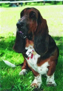 Baset - Bassethound