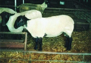 Nákupní trh plemenných beranů