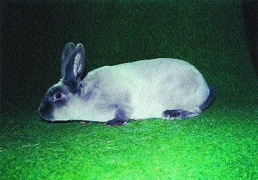 Kastorex ( Ca) | iFauna.cz