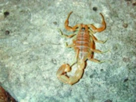 Buthus Rochati Buthus occitanus - štír středomořský | iFauna.cz