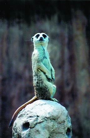 Surikata (Suricata suricatta) | iFauna.cz