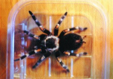 Brachypelma auratum | iFauna.cz