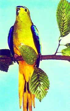 Neoféma ozdobná (Neophema elegans) | iFauna.cz