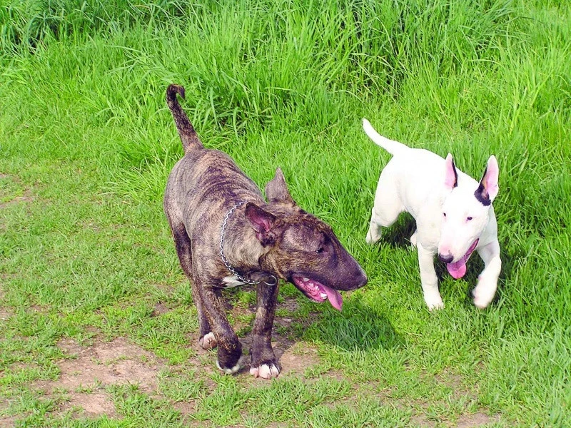 Bulteriér Část pátá – bulíci a zdraví | iFauna.cz