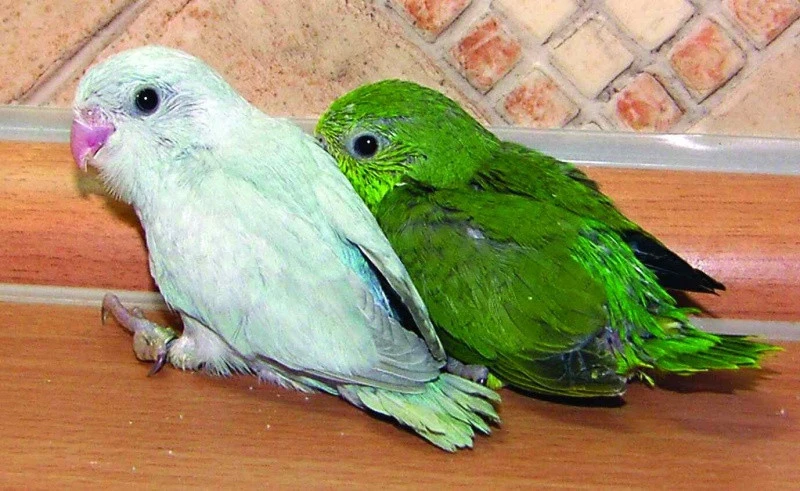 Papou ek edok dl IFauna cz papou-ek-edok-dl-ifauna-cz