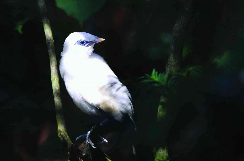 Majna Rothschildova (Leucopsar Rothschil... | iFauna.cz