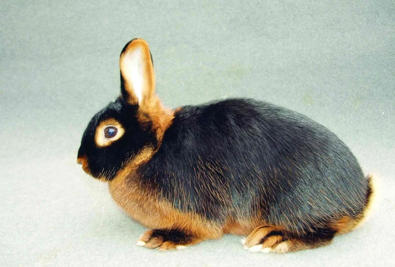 Králík tříslový | iFauna.cz