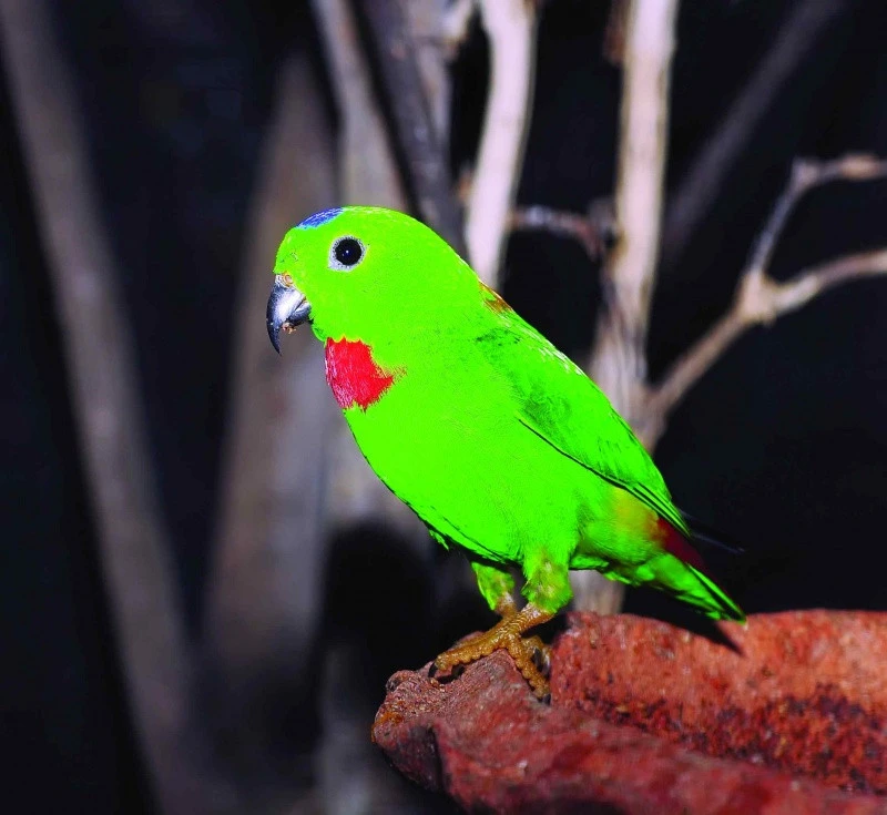 Lorikul korunkatý (Loriculus galgulus) –... | iFauna.cz