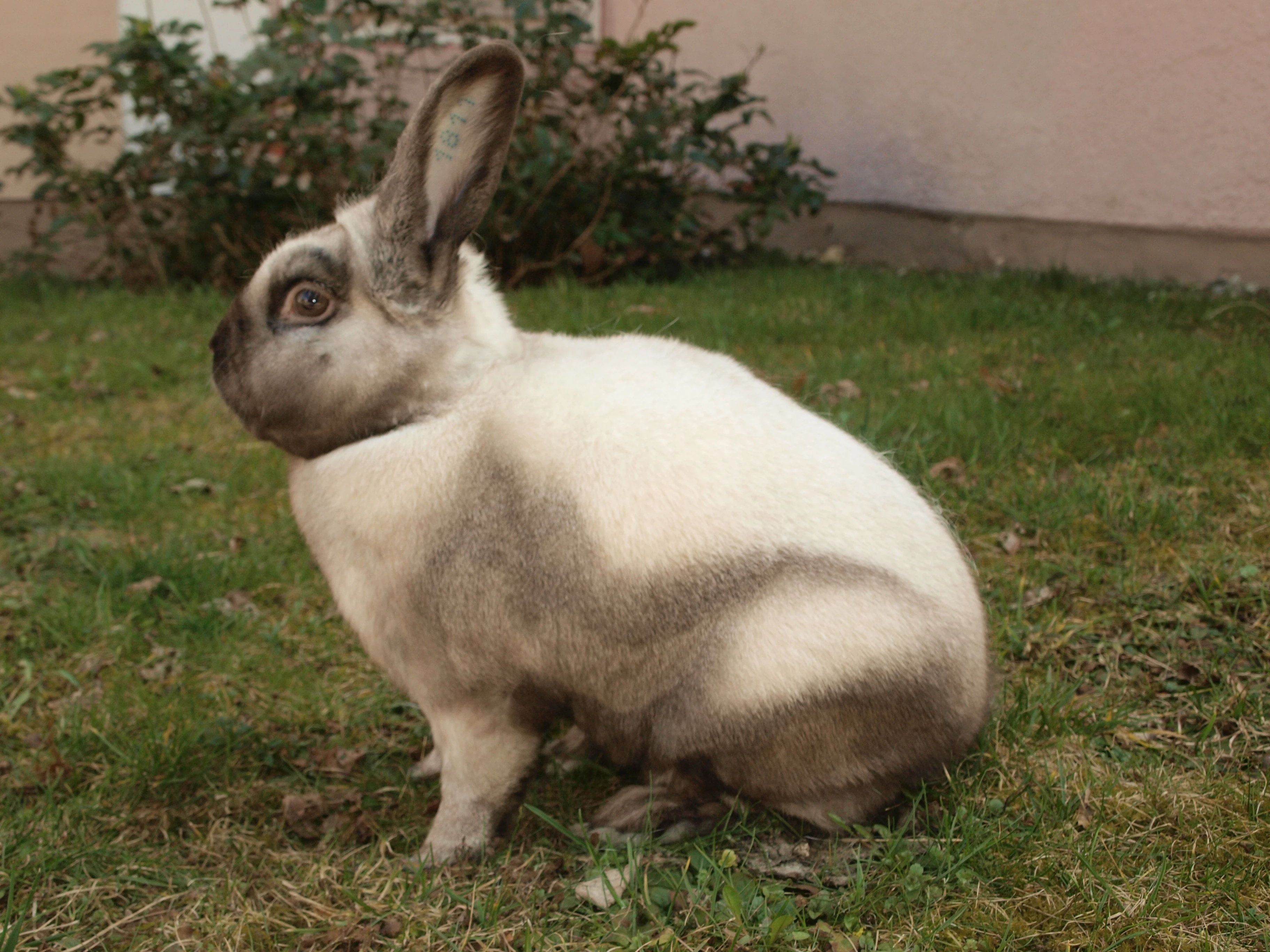 Sallender Rabbit Sallander | iFauna.cz