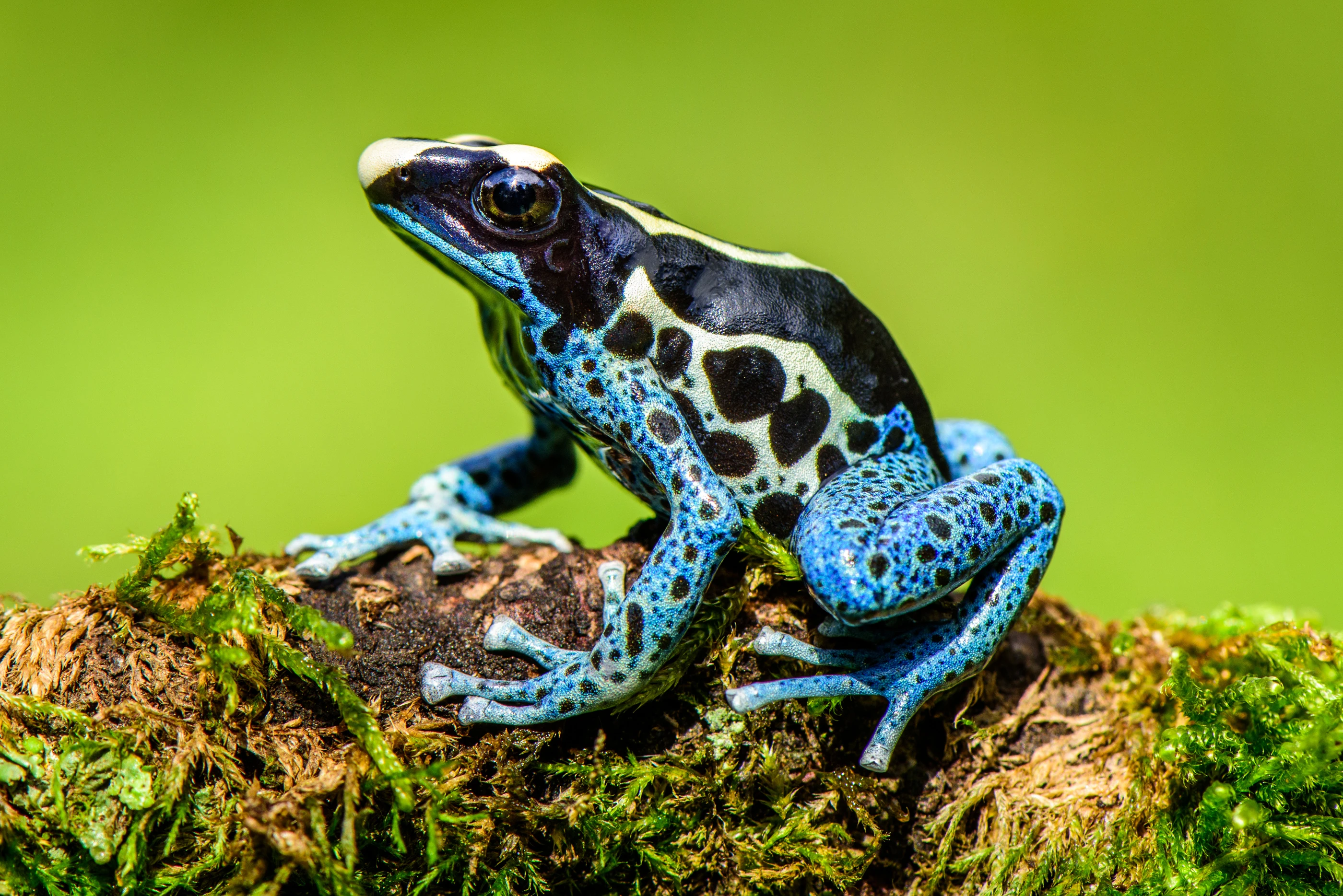 Zvažujete žábu jako domácího mazlíčka? V... | iFauna.cz