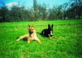 Máte chodského psa...