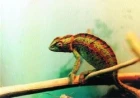 Chameleóni - krasavci mezi ještěry
