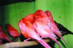 Odstavení mladých kanárů