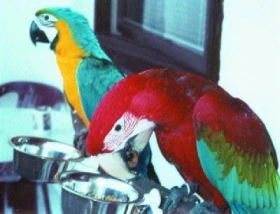 Náš seriál o krmení pro ptáky - Granulovaná krmiva