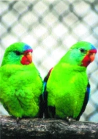 Latam vlaštovčí (Lathamus discolorus)