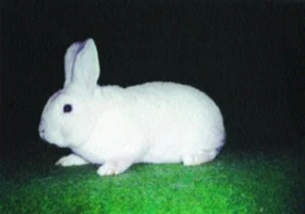 Český černopesíkatý (Ččp)