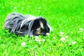 Morče (Cavia porcellus)