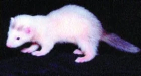 Niekoľko faktov o fretkách I.