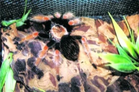 Zamyšlení nad rozvojem chovu sklípkanů