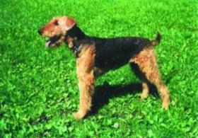 Erdelteriér - Airedale terrier