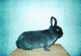 Rozmnožování králíků