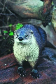 Naučte se o nás starat: Březost některých zvířat