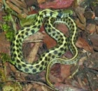 Užovky rodu Thamnophis a jejich chov