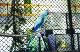 Radost a poznatky z chovu alexandra malého